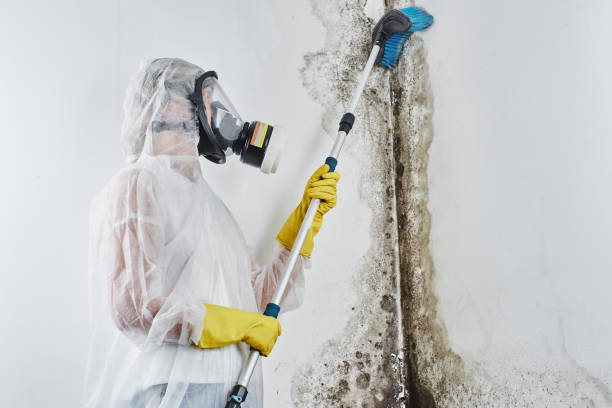 Professional Mold Remediation in East Mckeesport, PA